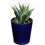 Spiky Agave Plant