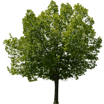 Carpinus Tree