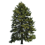 Picea Abies Tree