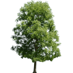 Bright Green Maple Tree