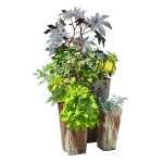 Plants in Tall Pots