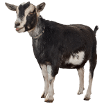 ie-black-goat