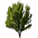 ie-green-deciduous-tree-one