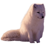 ie-arctic-fox