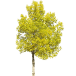 ie-green-yellow-tree