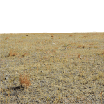 ie-harsh-southwest-grasses
