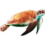 ie-orange-sea-turtle