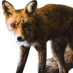 ie-timid-fox