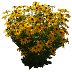 Yellow Rudbeckia Hirta Flowers