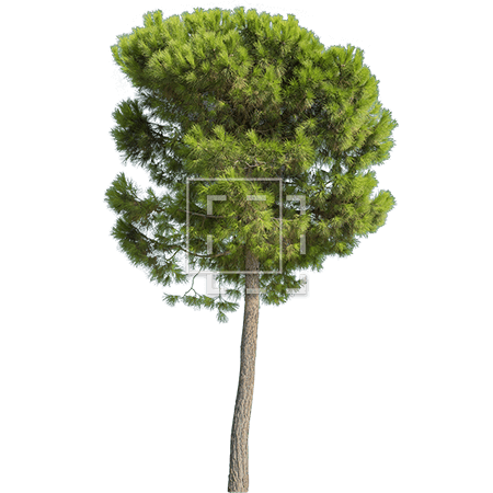 Medium Tall Tree With Green Needles Immediate Entourage